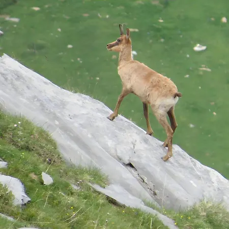 Apartment Gentiane - Grust, Vue Panoramique *