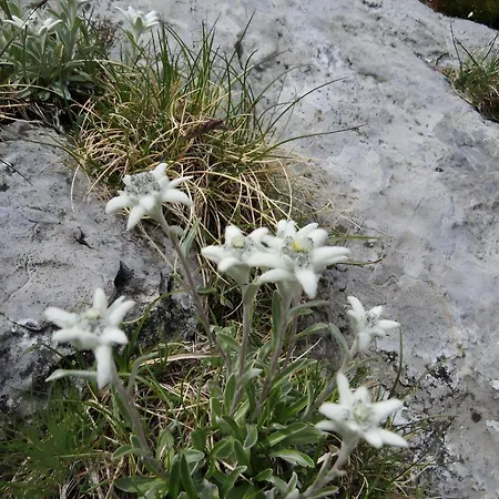 Apartment Gentiane - Grust, Vue Panoramique *